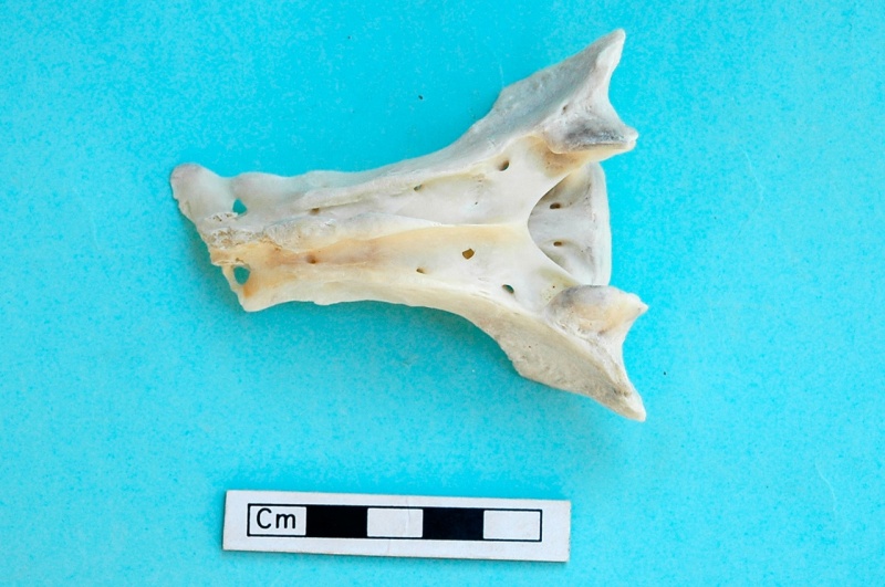 gazella_subgutturosa-23.jpg