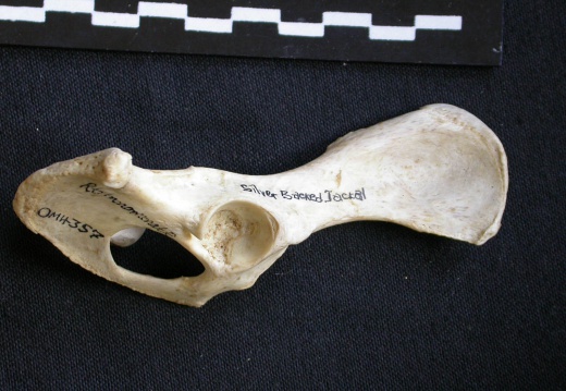 Coxal (10783 visites) Canis mesomelas - Mâle - Adulte - Élément droitCollection : Département d'Ostéologie du Musée ... Coxal
