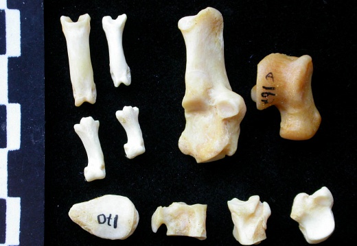 Tarse et phalanges (70087 visites) Felis silvestris - Jeune adulte - Éléments droitsCollection : M.F.Bonifay, MMSH (don M. Jeannet 19... Tarse et phalanges