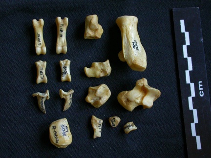 Tarse et phalanges (57939 visites) Hyaena hyaena - Adulte - Éléments droitsCollection : Département d'Ostéologie du Musée National... Tarse et phalanges