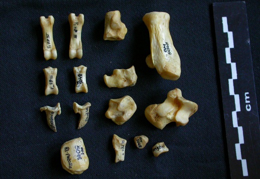 Tarse et phalanges (57479 visites) Hyaena hyaena - Adulte - Éléments droitsCollection : Département d'Ostéologie du Musée National... Tarse et phalanges