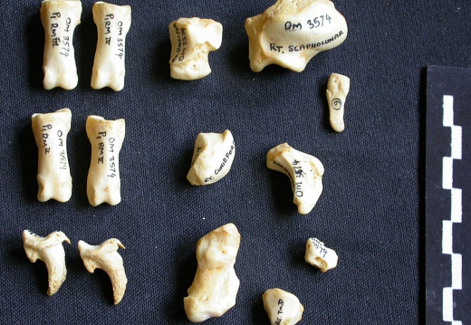 Carpe et phalanges (104862 visites) Crocuta crocuta - Adulte - Éléments droitsCollection : Département d'Ostéologie du Musée Nation... Carpe et phalanges