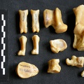 Tarse et phalanges (35024 visites) Panthera pardus - Mâle - Adulte - Éléments droitsCollection : Département d'Ostéologie du Musé... Tarse et phalanges