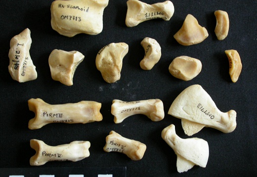 Carpe et phalanges (111383 visites) Panthera leo - Femelle adulte - Éléments droitsCollection : Aberdares (Id:OM7713) - Pays : Kenya
... Carpe et phalanges