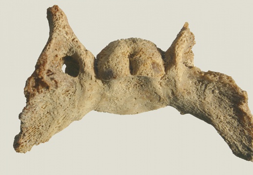 Crâne : basisphénoïde (14611 visites) Equus caballus - Fœtus (22 semaines)Collection : Laboratoire d'Archéozoologie de Compiègne (CRAVO... Crâne : basisphénoïde